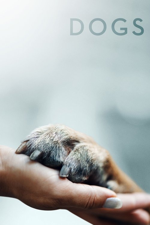 爱犬情深 第一季