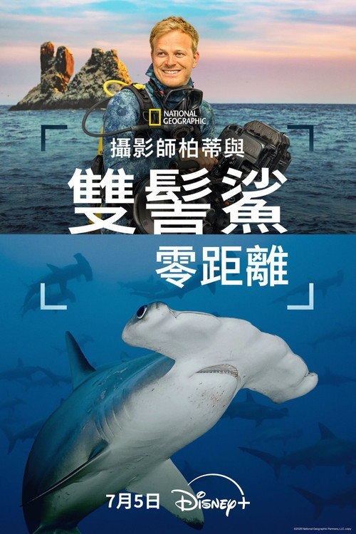 摄影师贝尔蒂与双髻鲨零距离