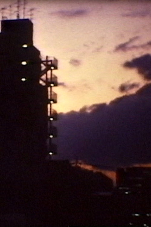 夜猫