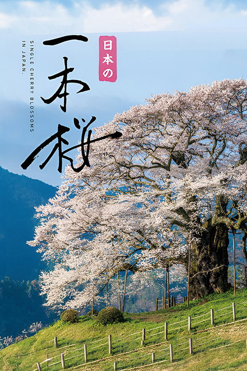 日本の一本樱
