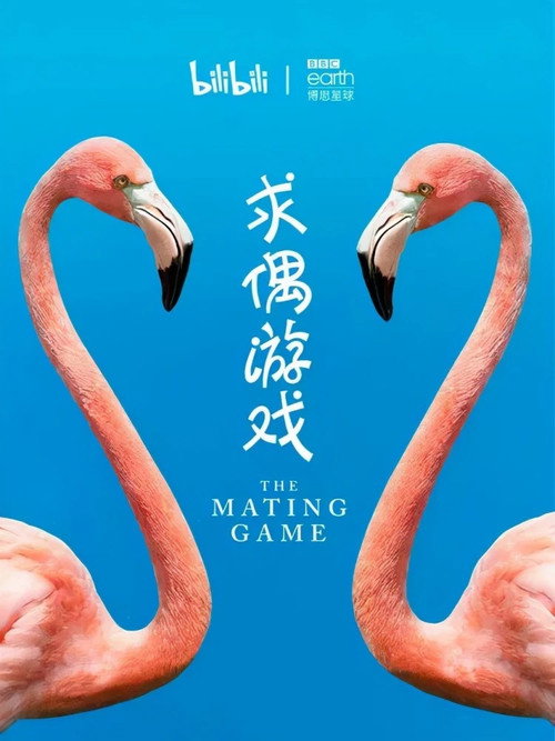 求偶游戏